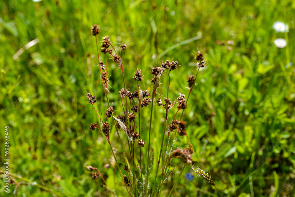 Luzula campestris is a widespread grass in Europe Luzula campestris is a widespread grass in Europe