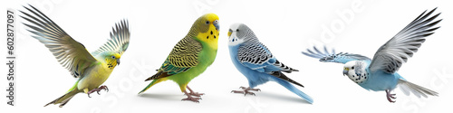 Tela Animals pets budgies birds banner panorama long - Collection of cute sitting and
