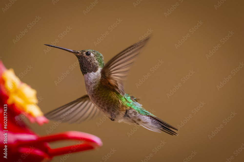 Fototapeta premium Hummingbirds