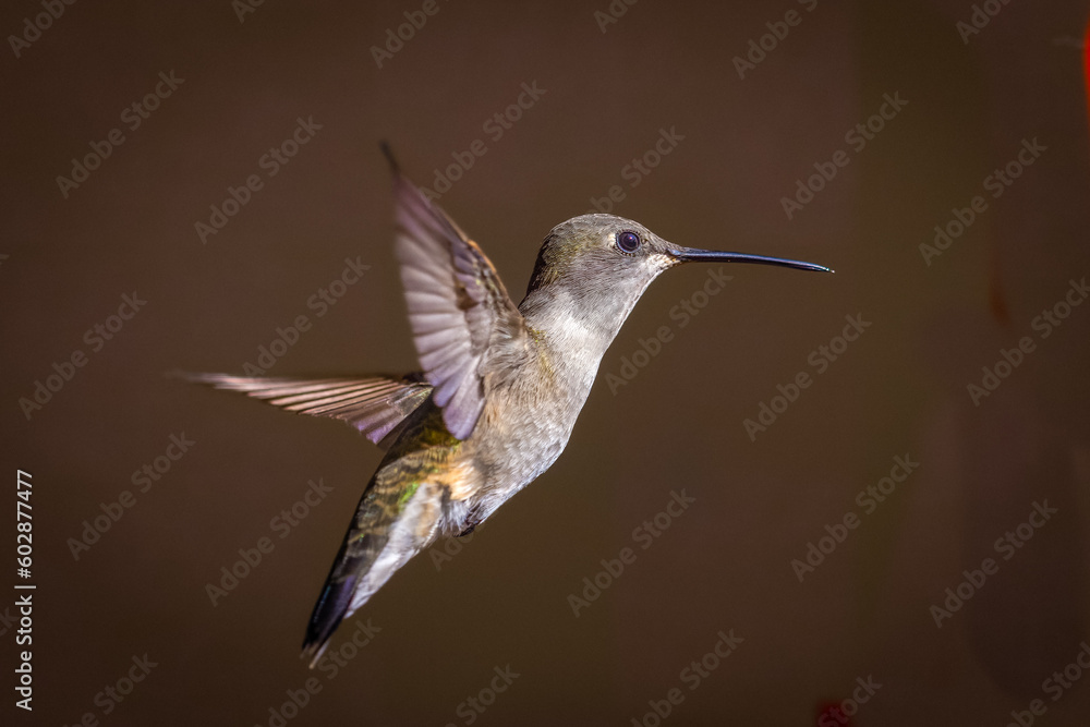 Hummingbirds Hummingbirds