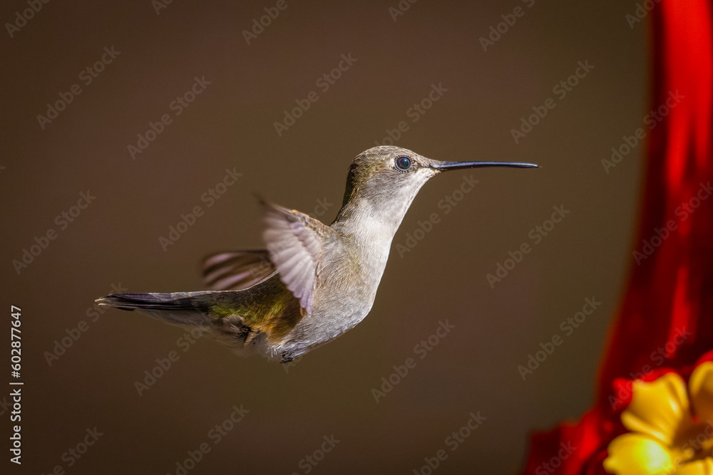 Fototapeta premium Hummingbirds