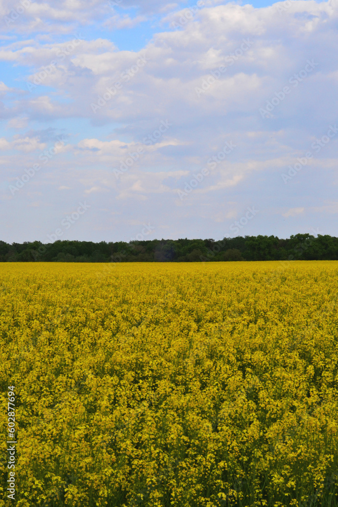 blue sky and yellow field in Chernihiv region of Ukraine