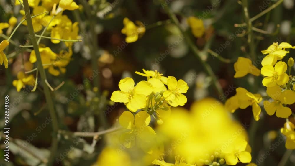 Blooming canola on a sunny day. Blooming canola on a sunny day.