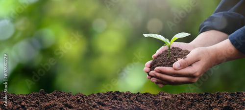 plant in the hand of a tree Ecological environment concept and forest conservation. taking care of the forest nature background