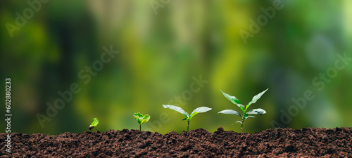 Growth Trees concept Coffee bean seedlings nature background Beautiful green
