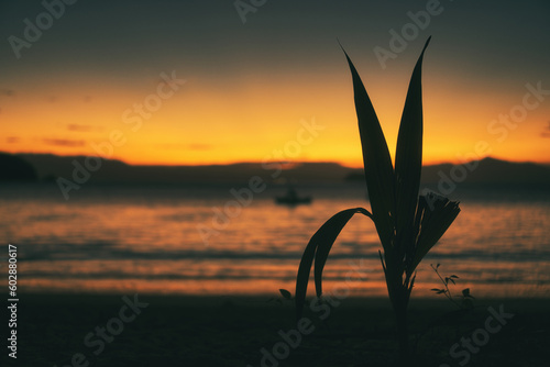 Plant Silhouetted Against Ocean at Sunset - Golden Hour