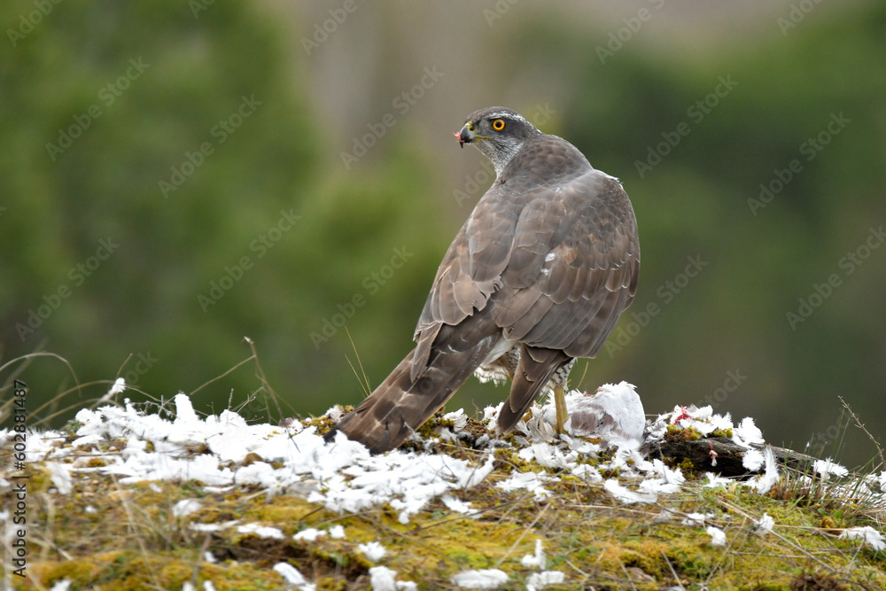 azor en el bosque con una presa