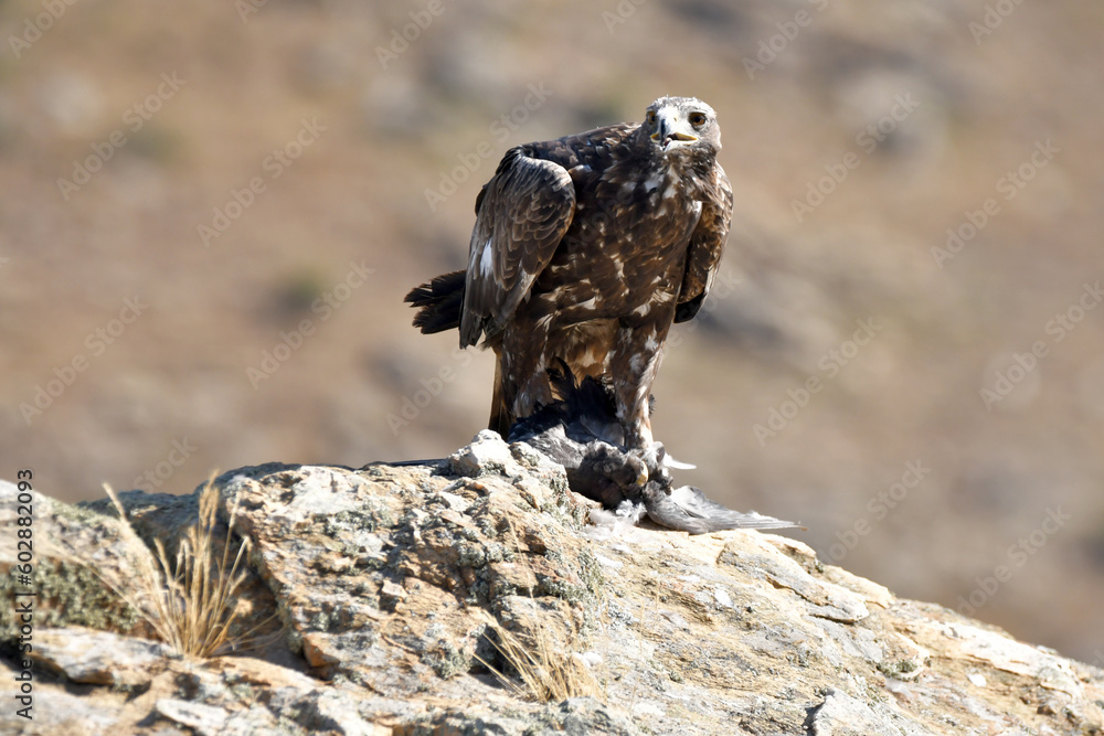 Fototapeta premium aguila real en la montaña sobre una roca