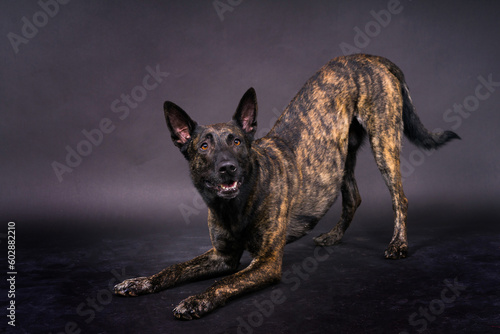Cuadro en lienzo Dutch Shepherd Puppy Dog portrait in studio closeup, dark, red background