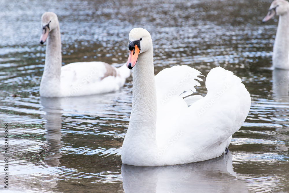 Obraz premium Schwann im See