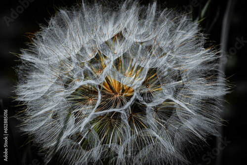 Pusteblume