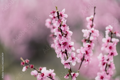 A peach blooms in the spring garden. Beautiful bright pale pink background. A flowering tree branch in selective focus. A dreamy romantic image of spring. Atmospheric natural background