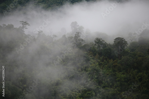 tropical rain forest The air in the morning was misty low. © sudtawee