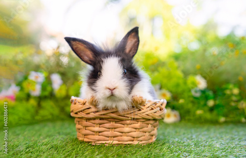 yuong cute rabbit in a basket background nature