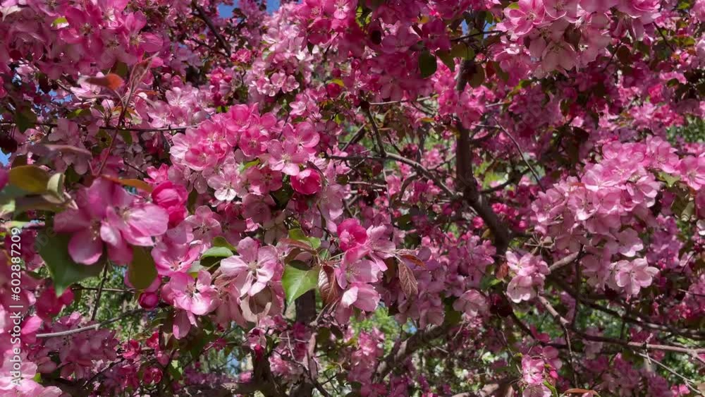 blooming tree, a tree with pink flowers in the garden blooming tree, a tree with pink flowers in the garden