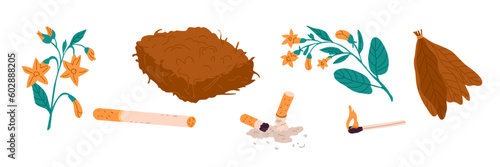 smoking. Tobacco plant in the form of fresh branches with flowers, in the form of dry leaves and in the form of pressed tobacco raw materials. Vector objects