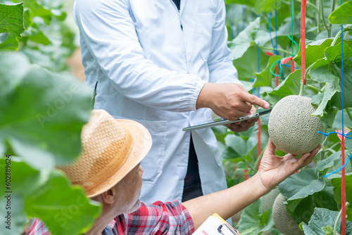 Cuadro en lienzo Asian Farmer Melon farm owner and Agricultural academics inspect melon quality harvesting Melon in greenhouse partnership,co-owner farm