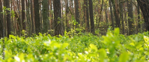 Leśny krajobraz w puszczy Kampinoskiej
