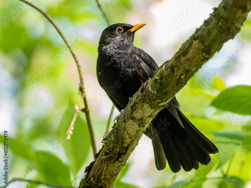 Amsel