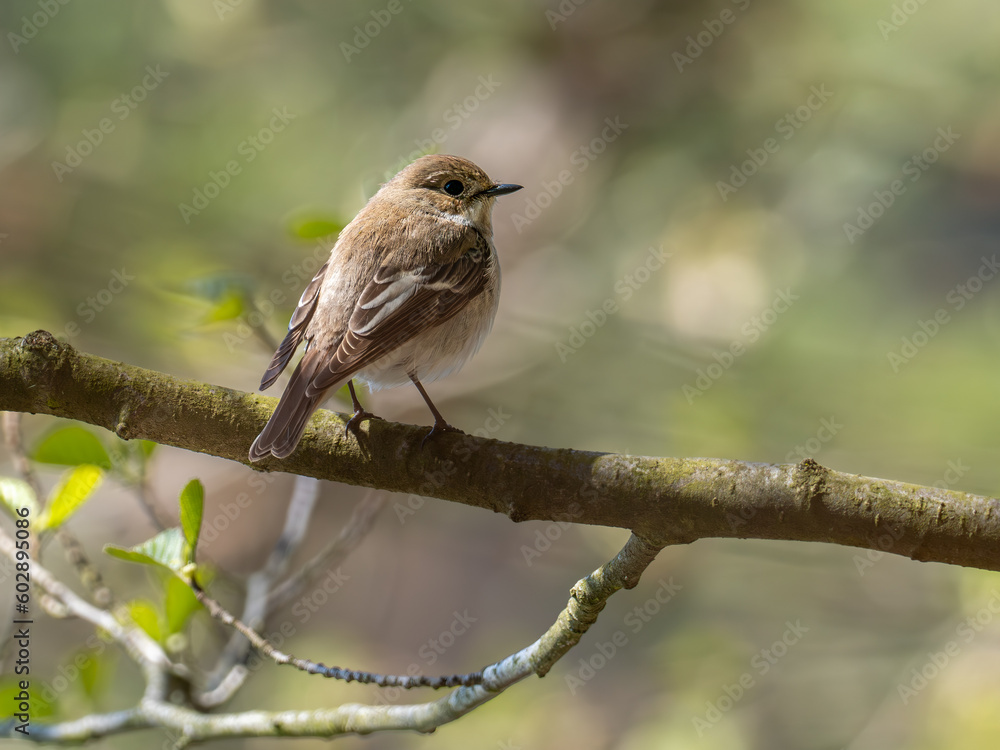 Vogel Vogel