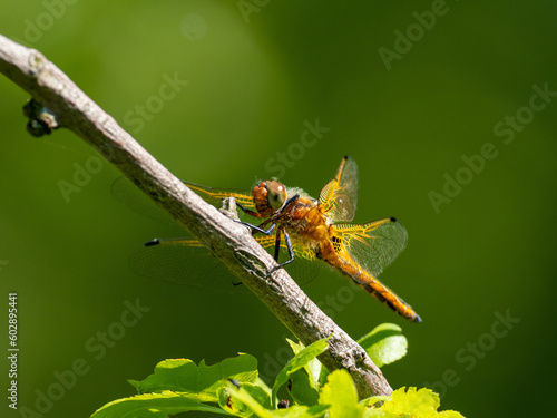 Wallpaper Mural Libelle Torontodigital.ca