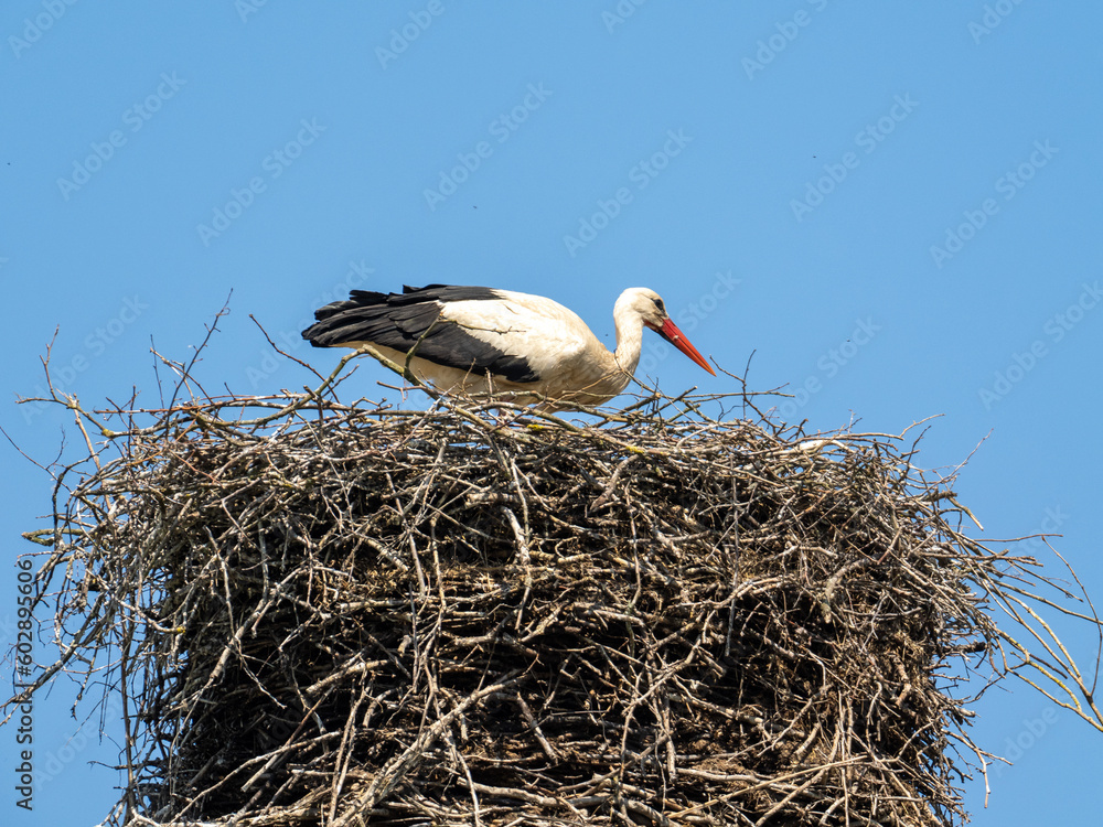 Fototapeta premium Storch