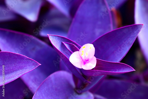 Purple heart flower plant which has the name of the tradescantia pallida plant photo