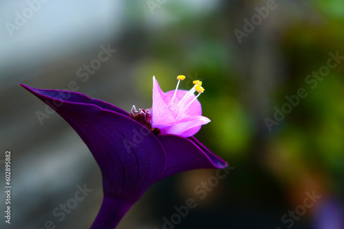Purple heart flower plant which has the name of the tradescantia pallida plant	 photo