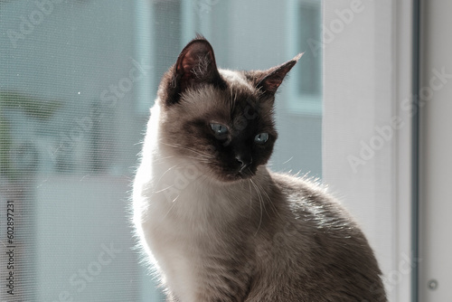 beautiful young siamese sitting at the open window with pet friendly cat proof mosqito net Scratch-Resistant, looking at itself in reflection photo