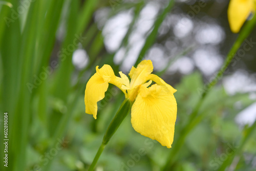 黄色の菖蒲の花