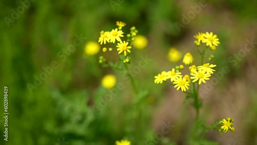 Summer alpine meadow with colorful wildflowers. among grass and colorful flowers, backlight, sunset. Summer alpine green flora background photo