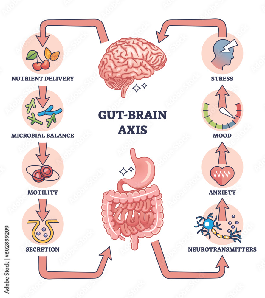 Gut brain axis as intestinal and nervous system interaction outline diagram. Labeled educational medical scheme with microbal body balance influence to stress, mood and anxiety vector illustration. - obrazy, fototapety, plakaty 