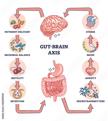 Gut brain axis as intestinal and nervous system interaction outline diagram. Labeled educational medical scheme with microbal body balance influence to stress, mood and anxiety vector illustration.