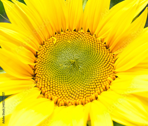 Sunflower  Helianthus annuus  in close-up