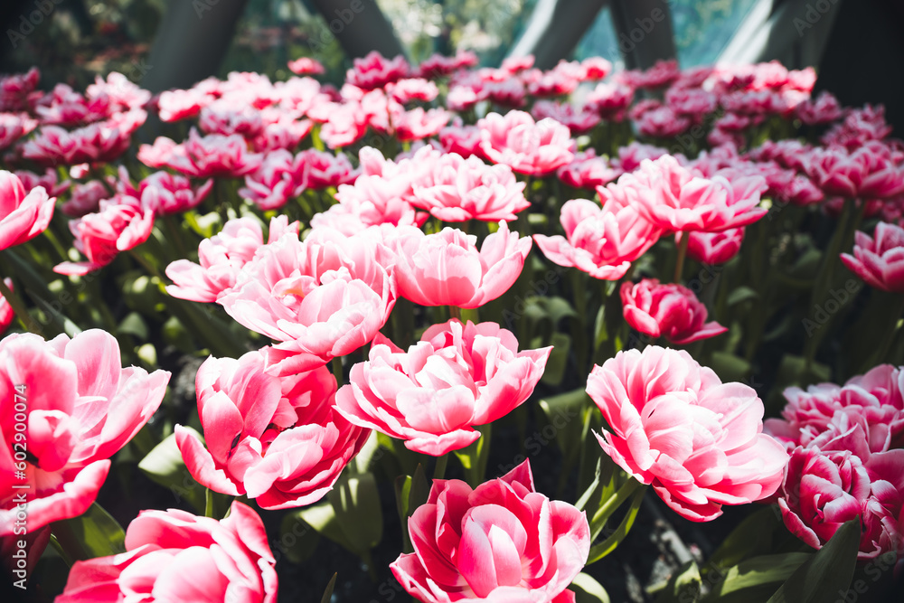 Tulips blooming in the tulip fields. Tulips blooming in the tulip fields.