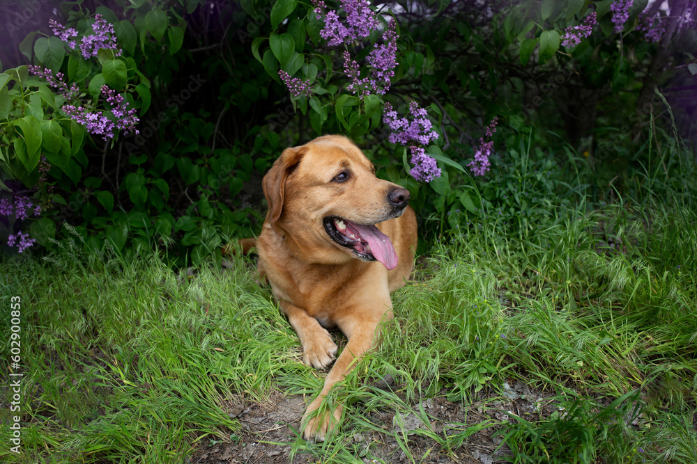 portrait of a labrador dog in a blooming lilac bush in spring portrait of a labrador dog in a blooming lilac bush in spring