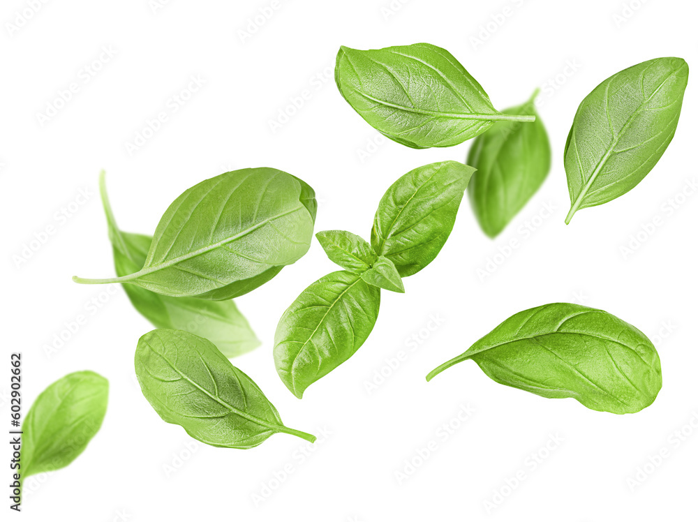 levitating basil leaves on a white isolated background levitating basil leaves on a white isolated background