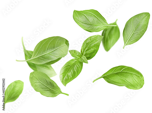 Stampa su tela levitating basil leaves on a white isolated background