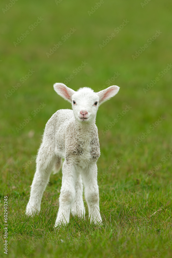 Close up portrait of a newborn lamb in Springtime, facing front with a quizzical expression. Clean, green background. Space for copy. Vertical. Close up portrait of a newborn lamb in Springtime, facing front with a quizzical expression. Clean, green background. Space for copy. Vertical.