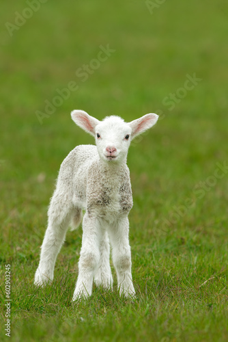 Close up portrait of a newborn lamb in Springtime, facing front with a quizzical expression.  Clean, green background.  Space for copy. Vertical.