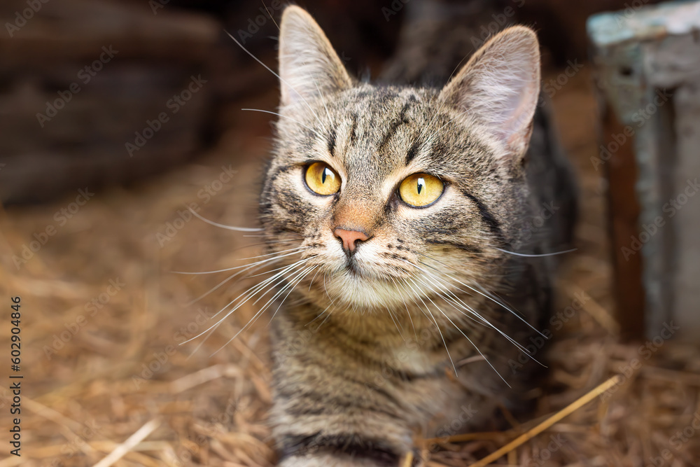 Portrait of a cute striped tabby cat lying peacefully among the hay in the barn.