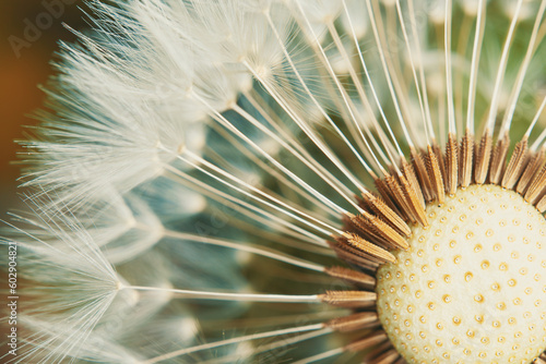 Macro shot of fluffy dandelion seeds on a bud.