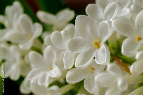 a bunch of blooming white lilac,delicate small decorative flowers