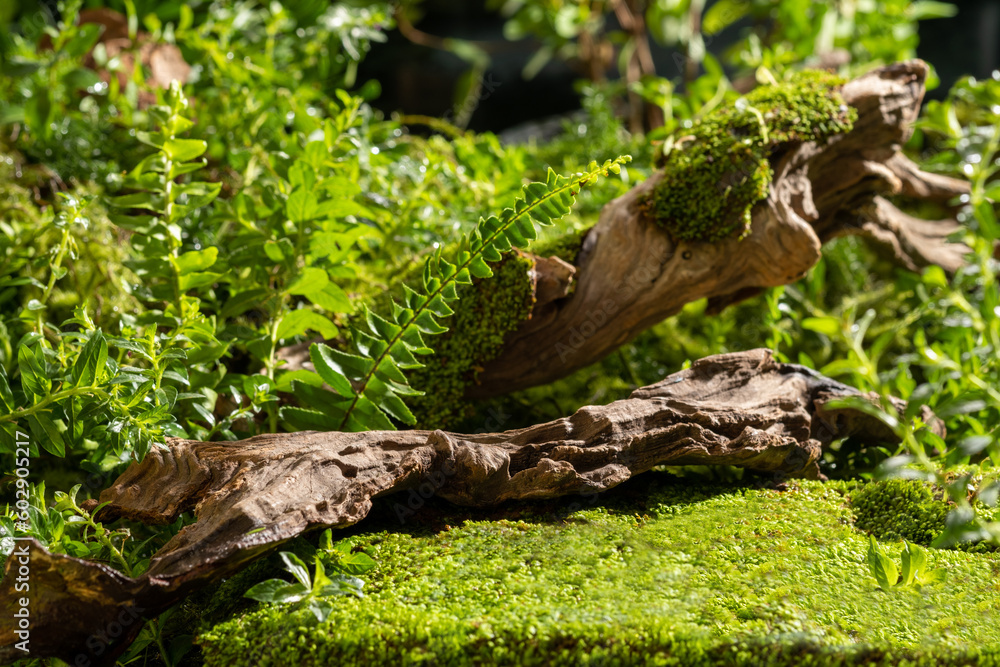 Nature scene with dry twigs, fern and green moss on forest background. Empty space on stone form a pedestal for cosmetic product and packaging mockups display presentation Nature scene with dry twigs, fern and green moss on forest background. Empty space on stone form a pedestal for cosmetic product and packaging mockups display presentation