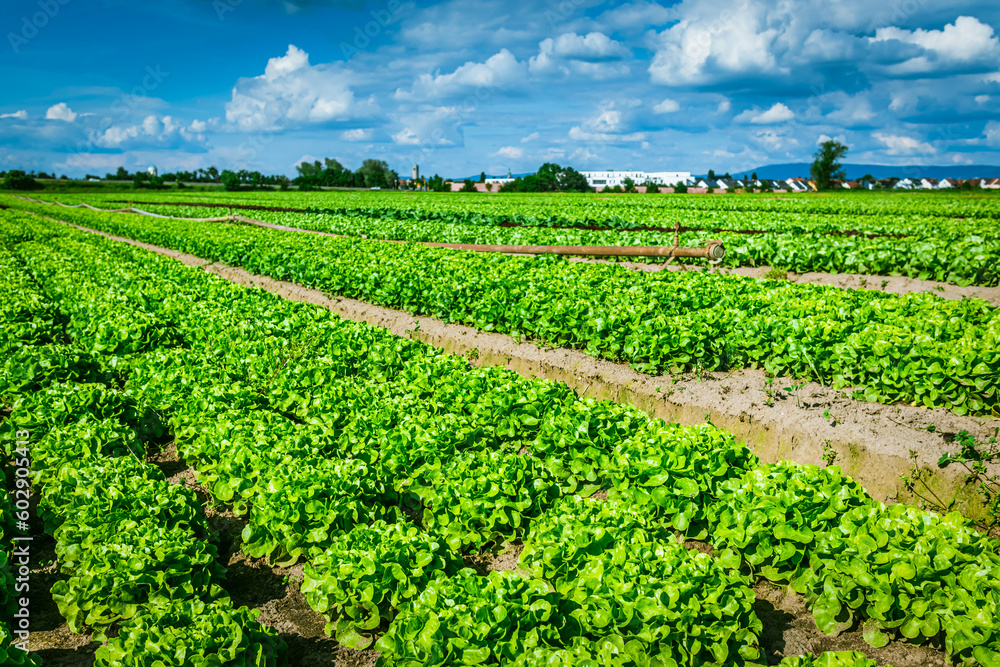 Agricultural field with rows of lettuce plants. Rural landscape and vegetable cultivation