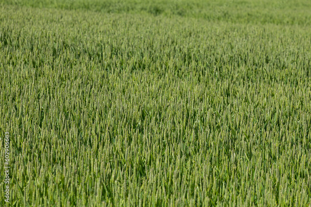 green wheat field green wheat field