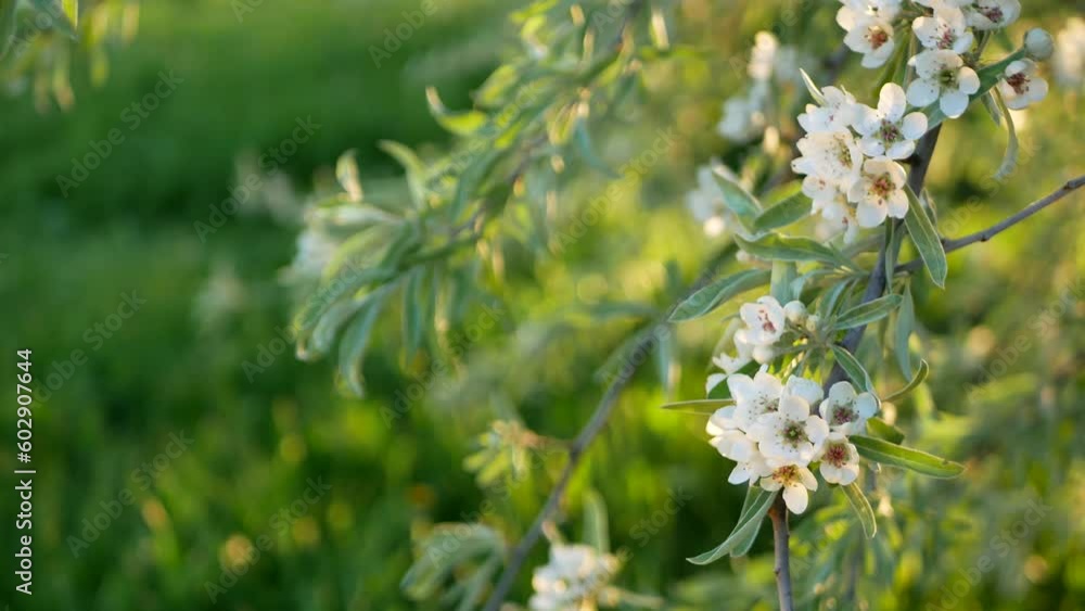 Spring landscape, trees with first leaves. Spring young leaves on the trees against the background of a spring park. 