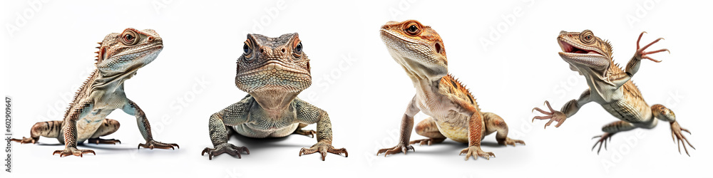 Obraz premium Animals reptiles amphibians lizards pets banner panorama long - Collection of funny sitting, jumping, running, reptile amphibian lizard , isolated on white background, Generative Ai