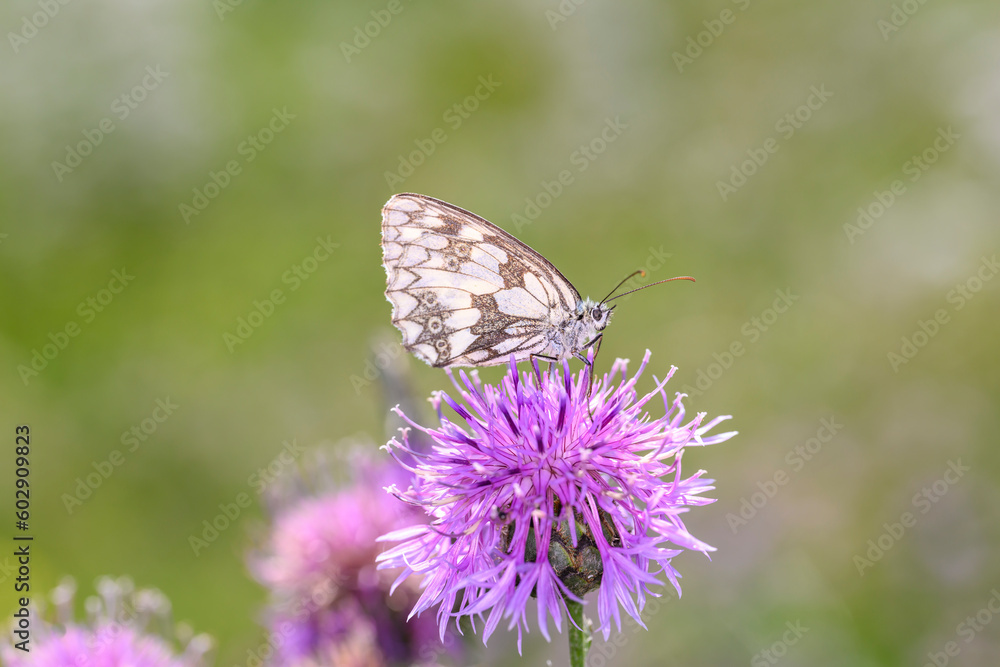 The marbled white - Melanargia galathea resting on Centaurea scabiosa - greater knapweed