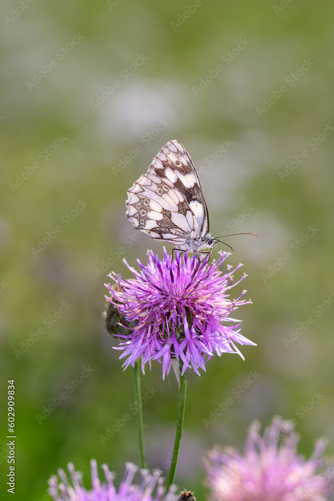 The marbled white - Melanargia galathea resting on Centaurea scabiosa - greater knapweed The marbled white - Melanargia galathea resting on Centaurea scabiosa - greater knapweed